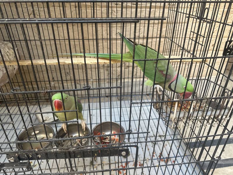 Raw Parrot. 0