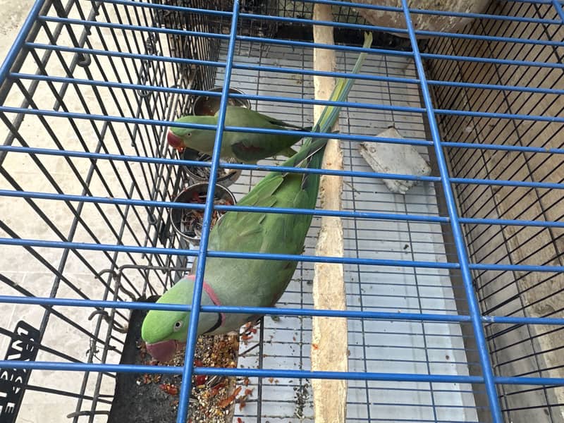 Raw Parrot. 1