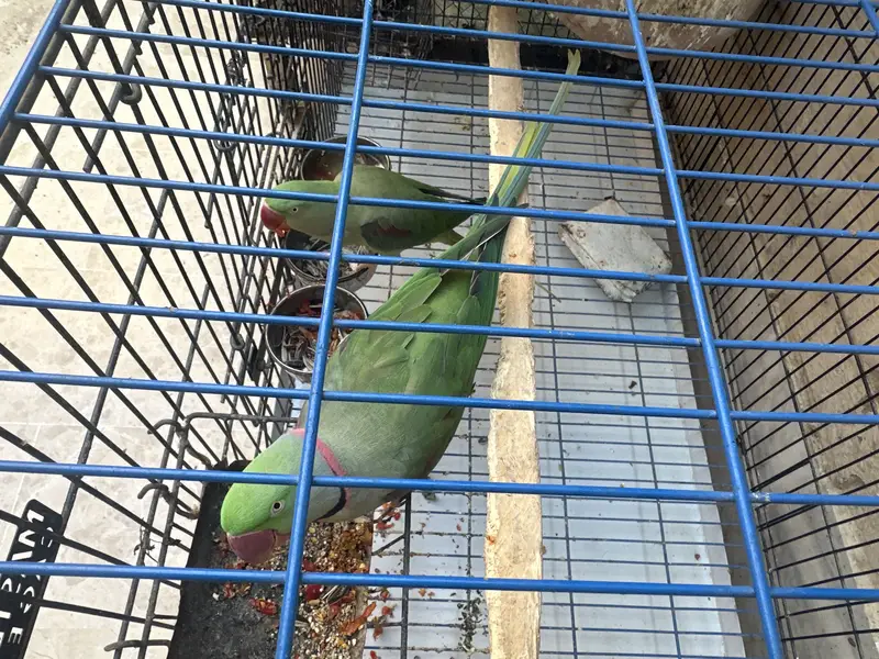 Raw Parrot. — photo 2
