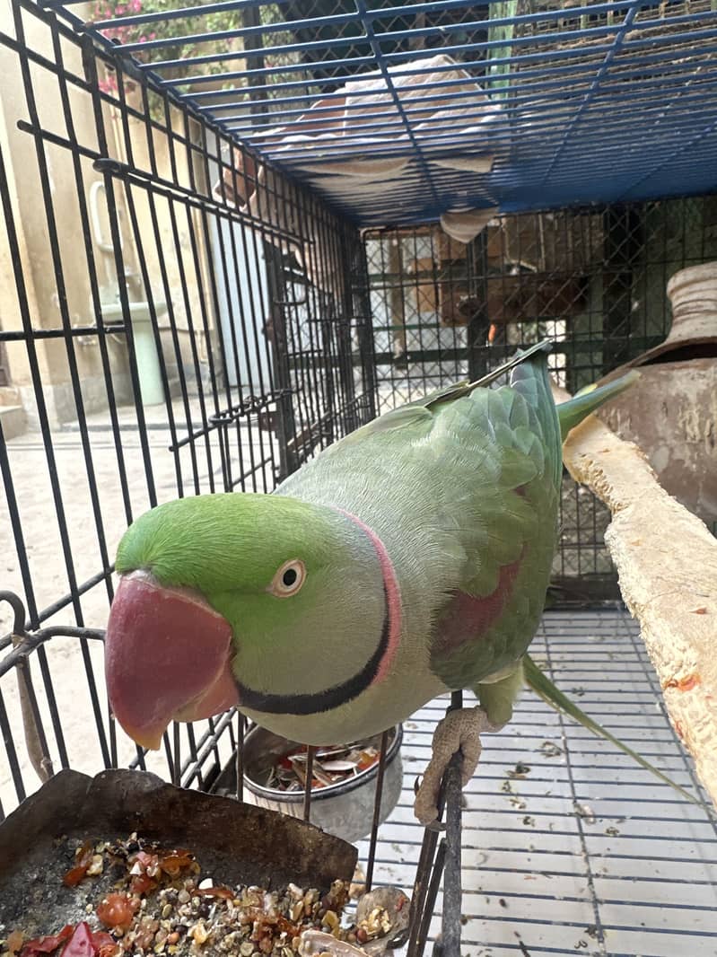 Raw Parrot. 2