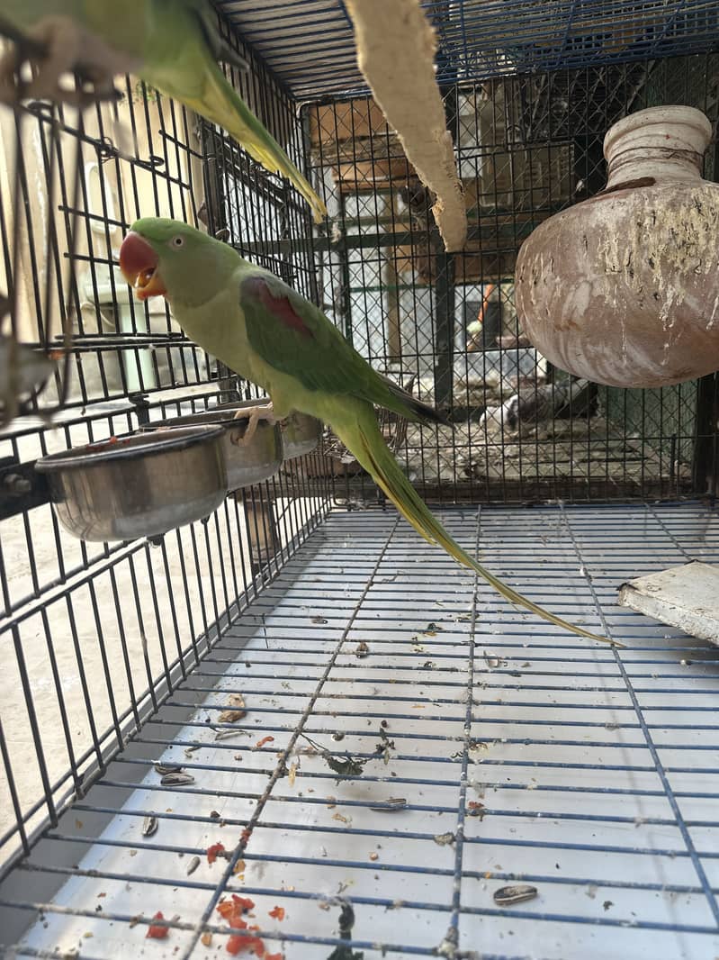 Raw Parrot. 3