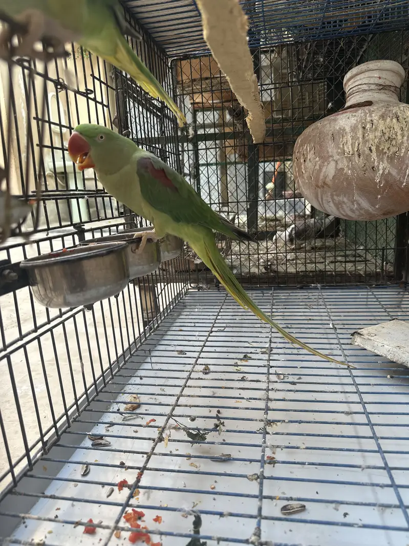 Raw Parrot. — photo 4