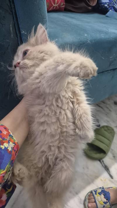 Persian kitten available