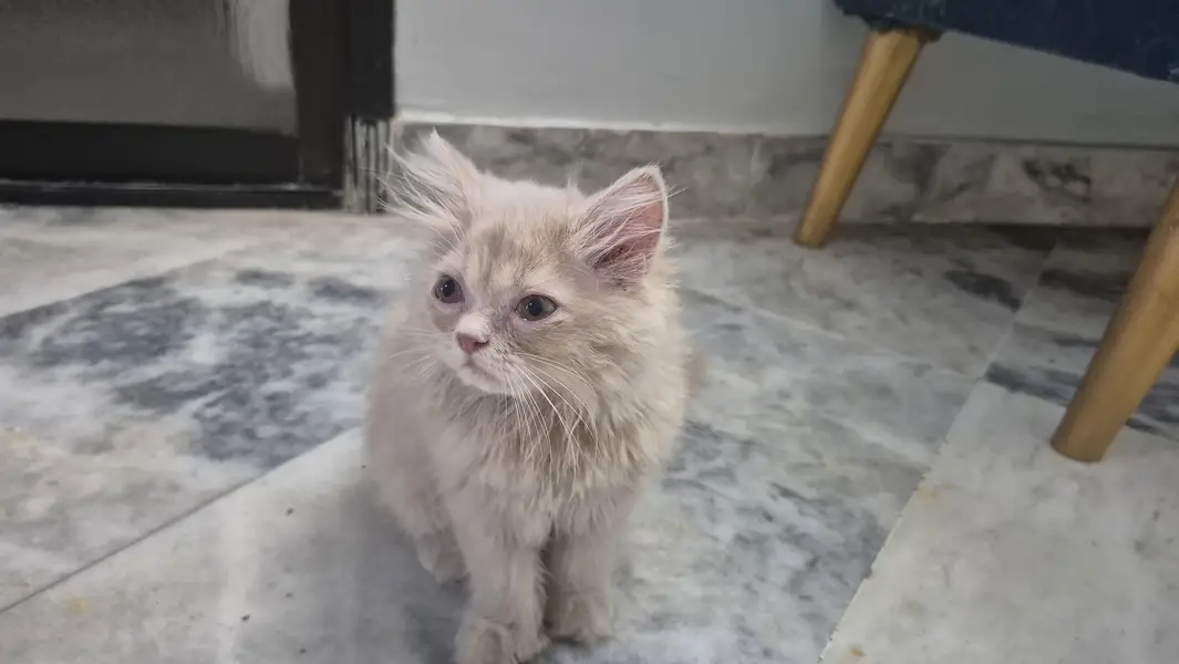 Persian kitten available — photo 2