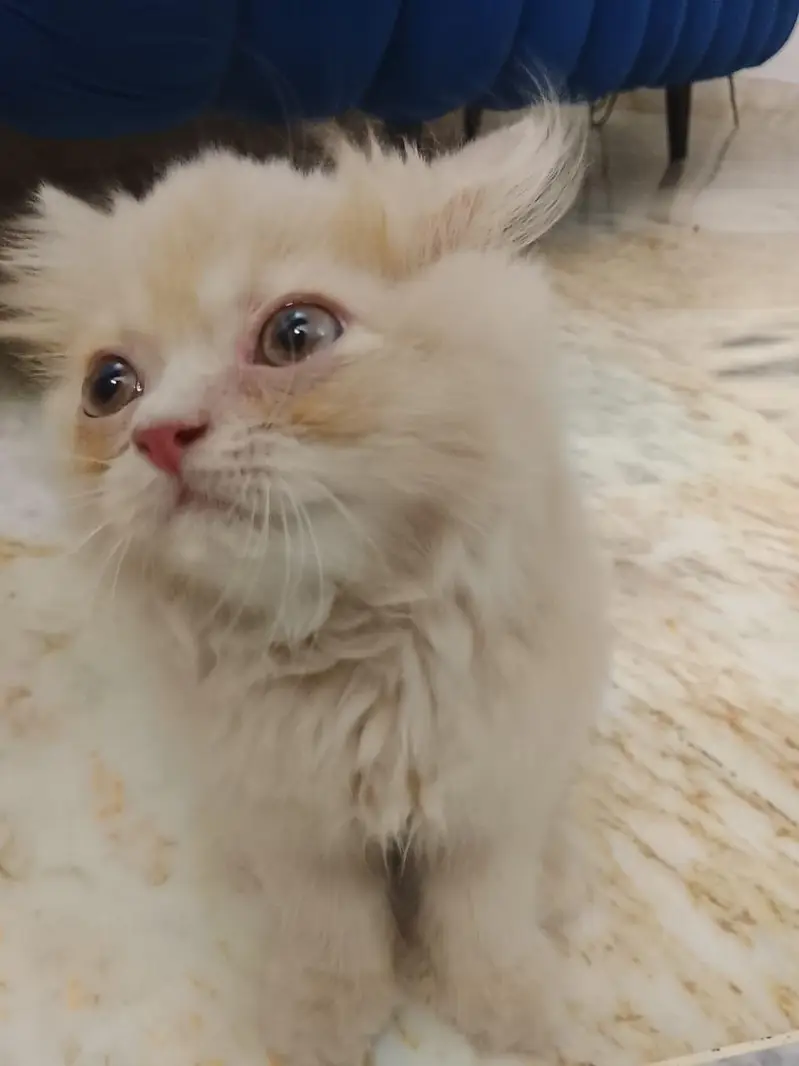 Persian kitten available — photo 3