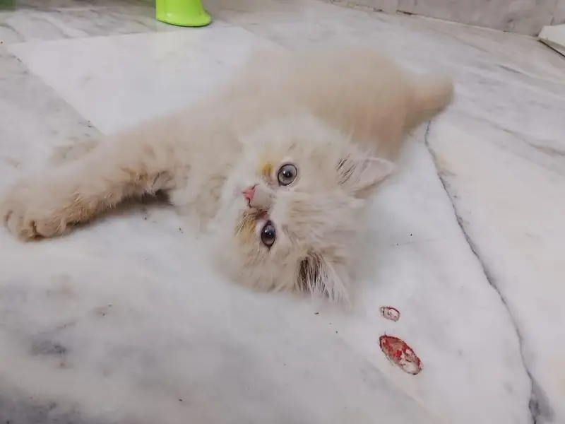 Persian kitten available — photo 4
