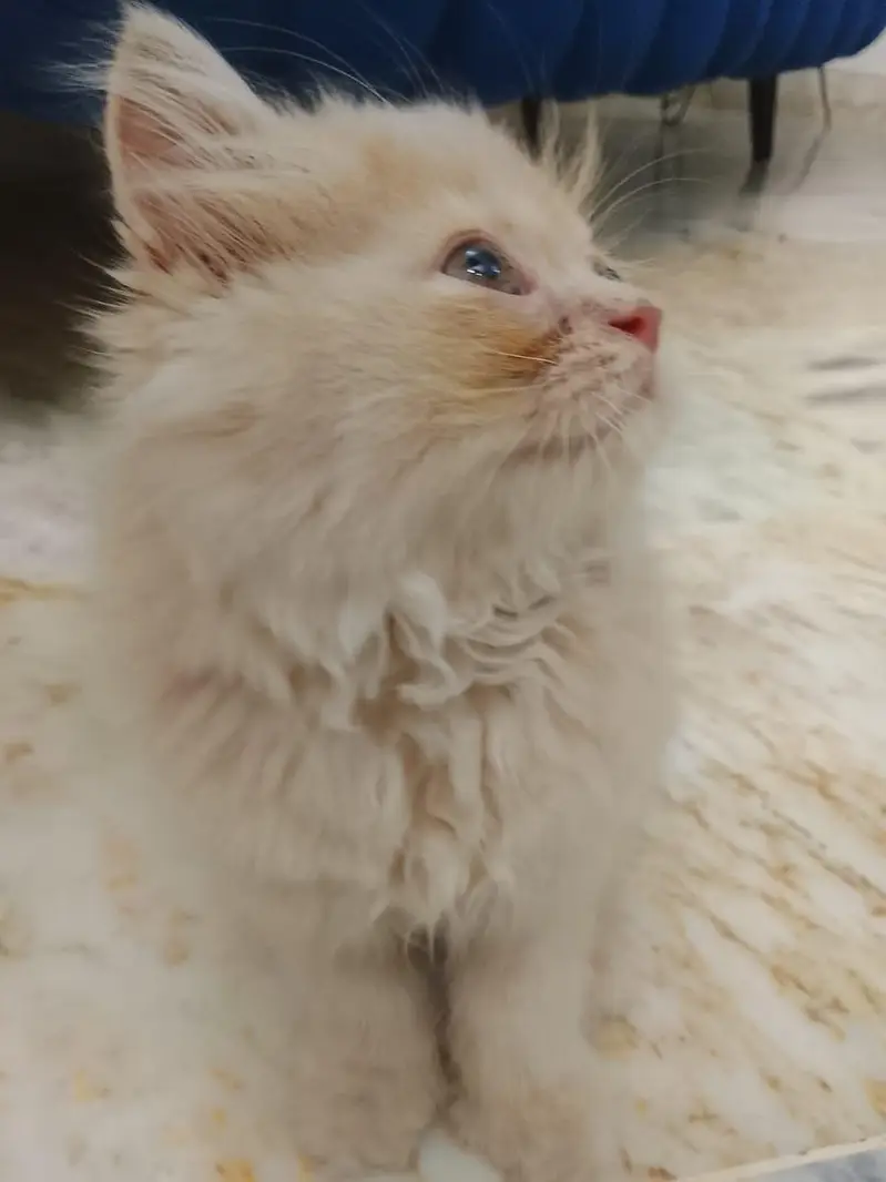 Persian kitten available — photo 5