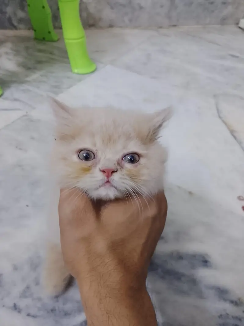 Persian kitten available — photo 6