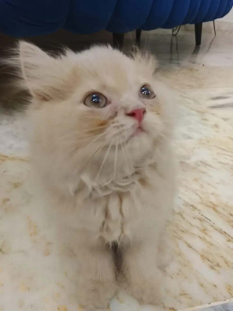 Persian kitten available — photo 7