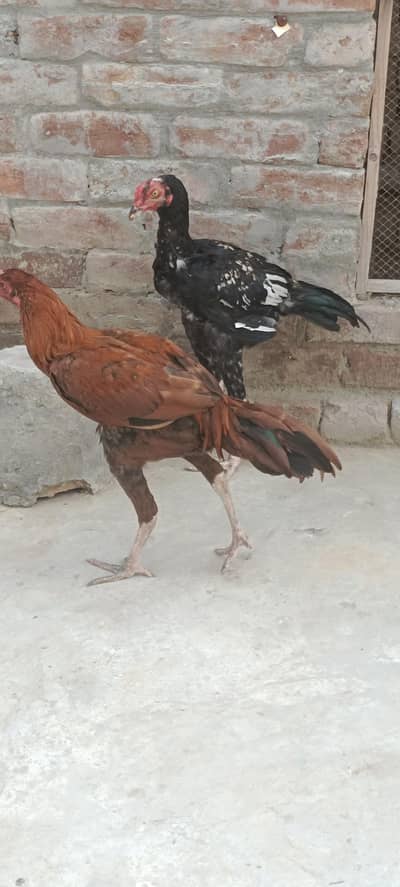 aseel for sale