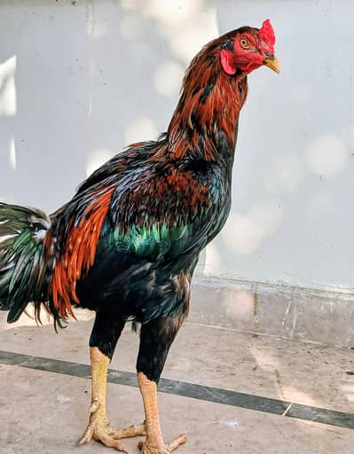 Aseel Murga For Sale