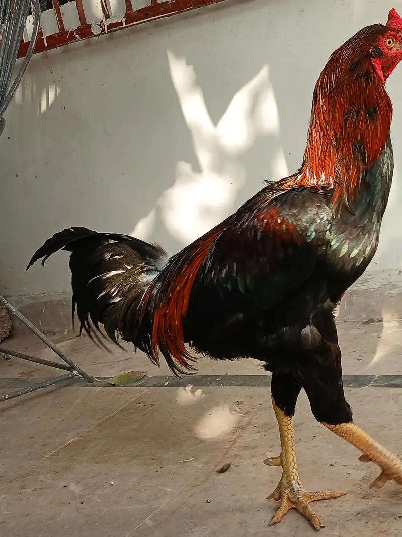 Aseel Murga For Sale — photo 2