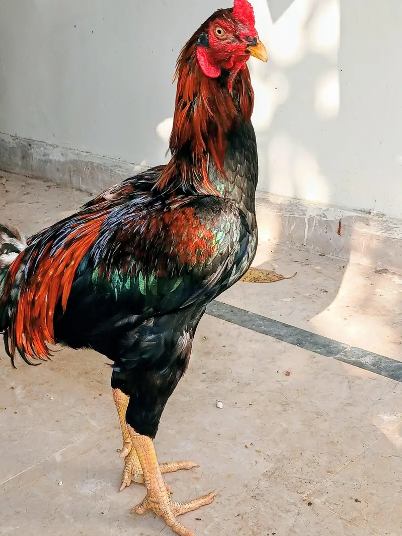 Aseel Murga For Sale — photo 3