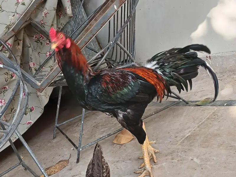 Aseel Murga For Sale — photo 4