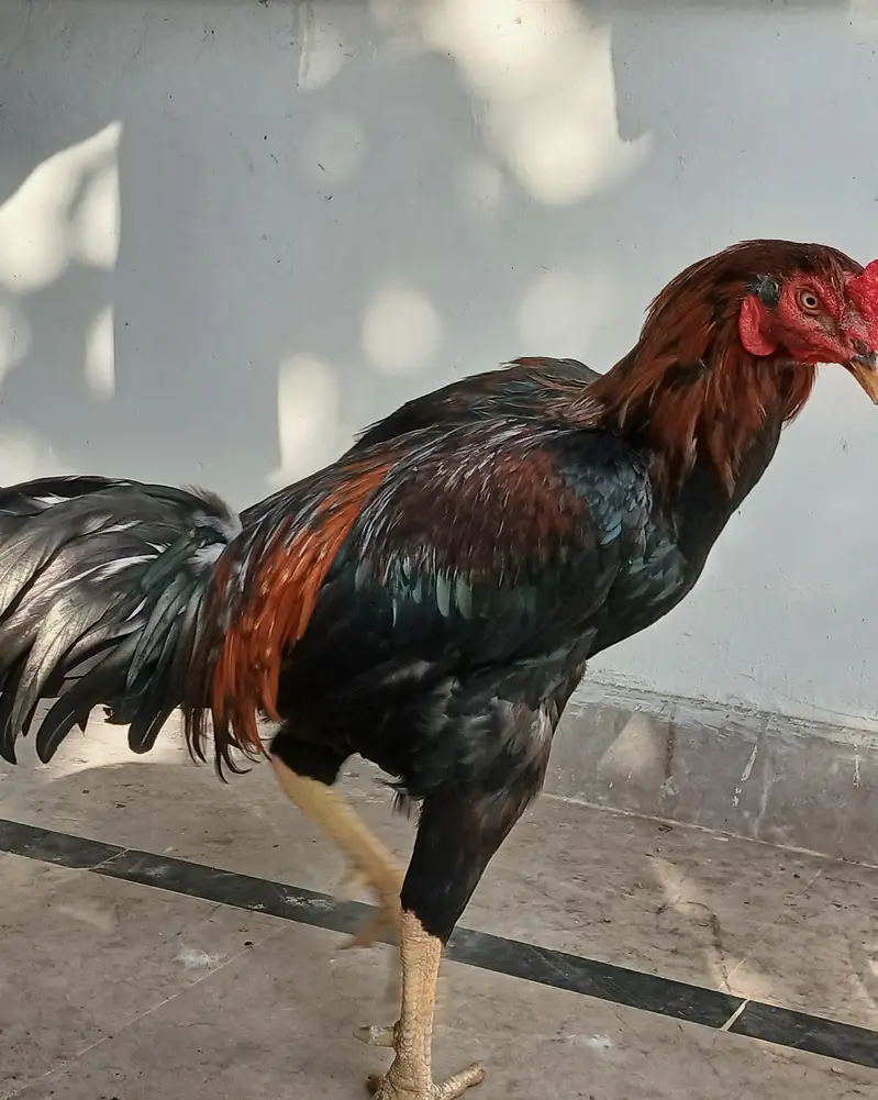Aseel Murga For Sale — photo 5
