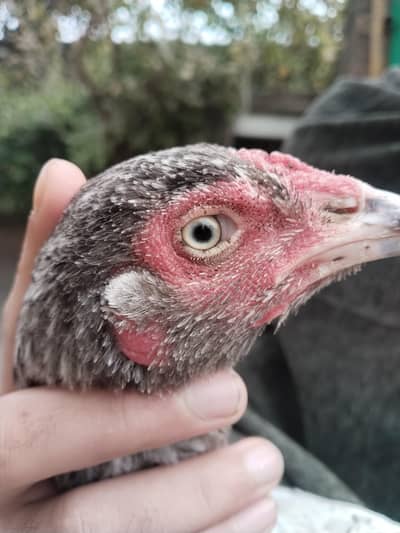 aseel female available for sale