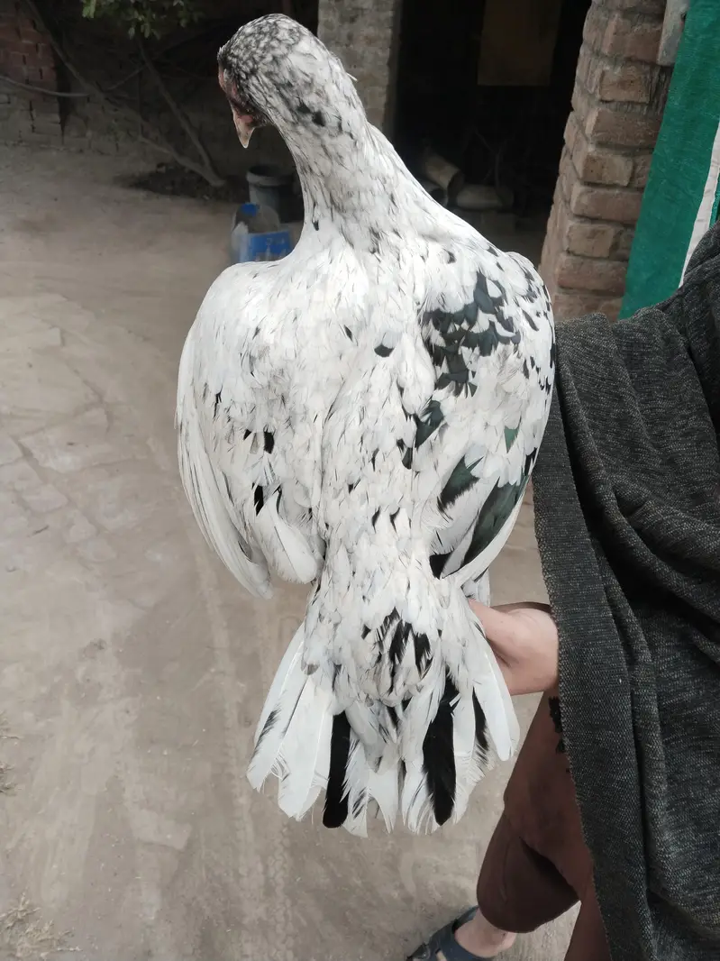 aseel female available for sale — photo 2