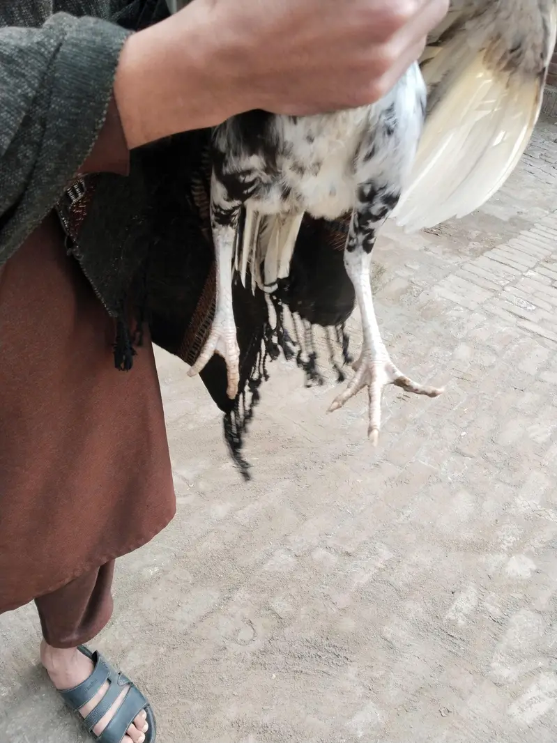 aseel female available for sale — photo 3