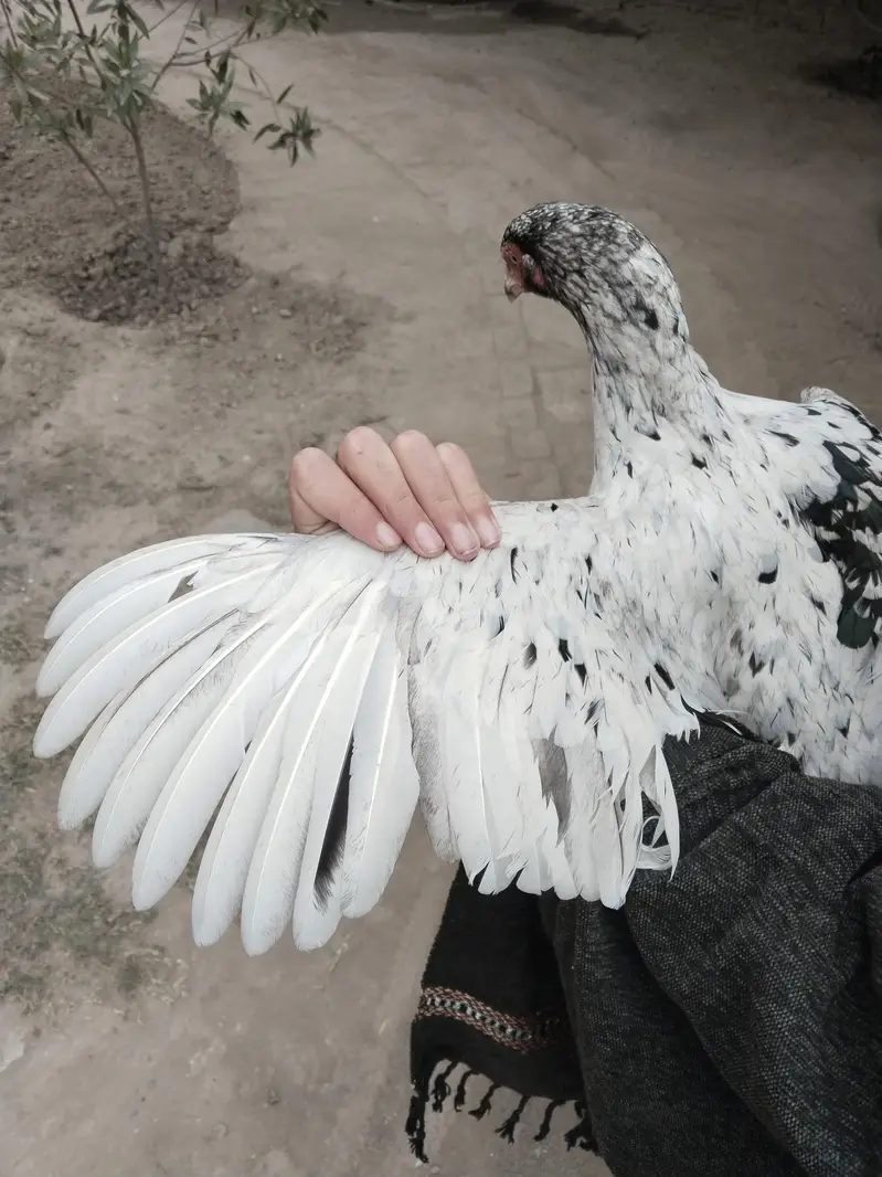 aseel female available for sale — photo 5