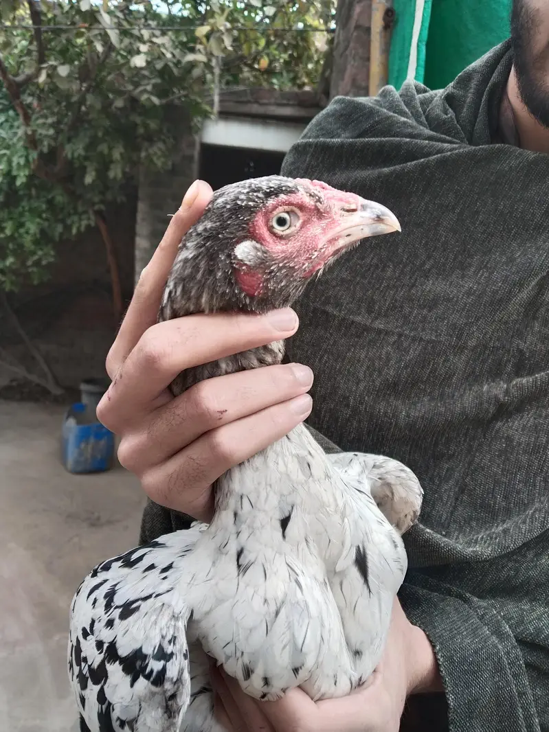 aseel female available for sale — photo 6