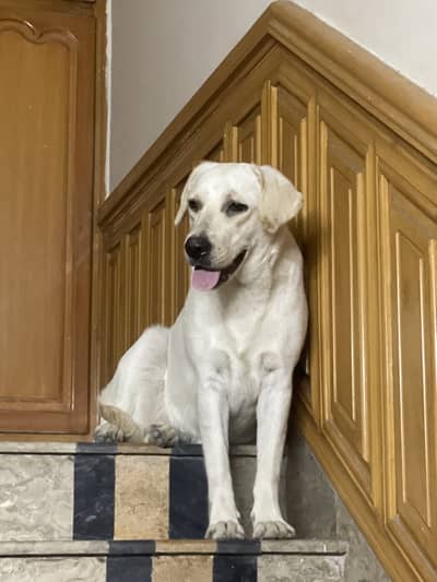 Female American labrador for sale