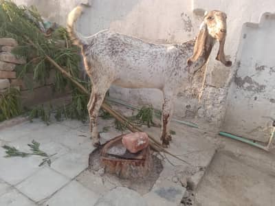 Makhi Cheni pregnant bakri