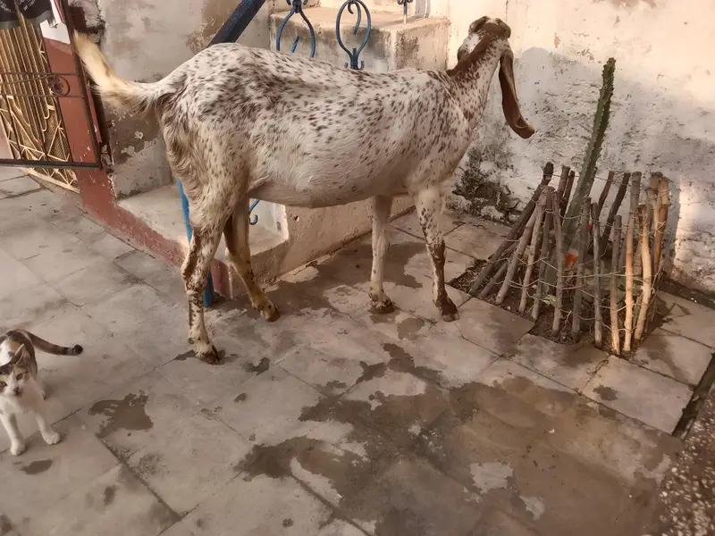 Makhi Cheni pregnant bakri — photo 2