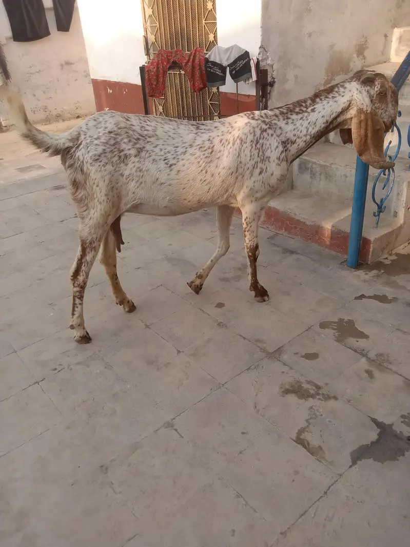 Makhi Cheni pregnant bakri — photo 3