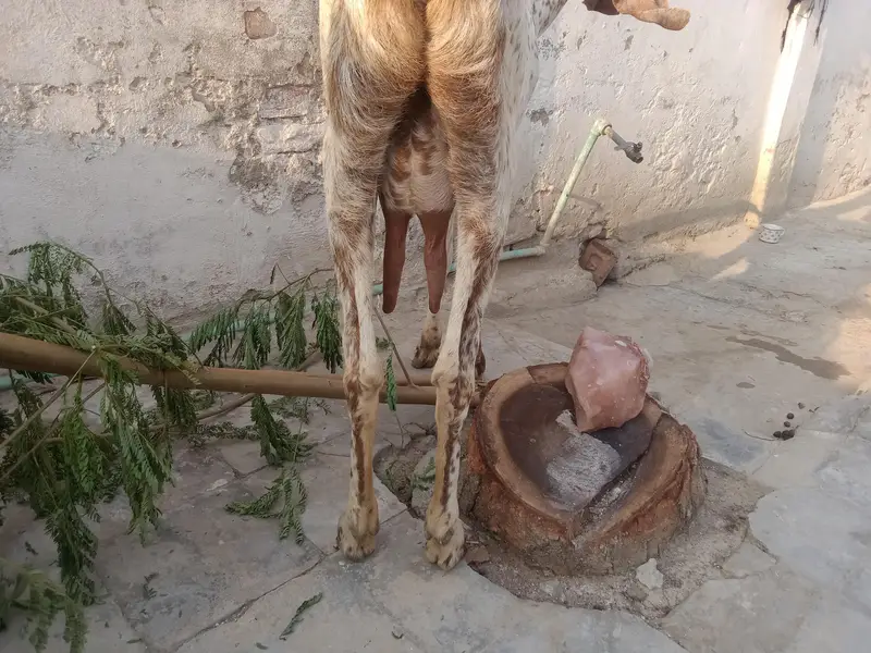 Makhi Cheni pregnant bakri — photo 4
