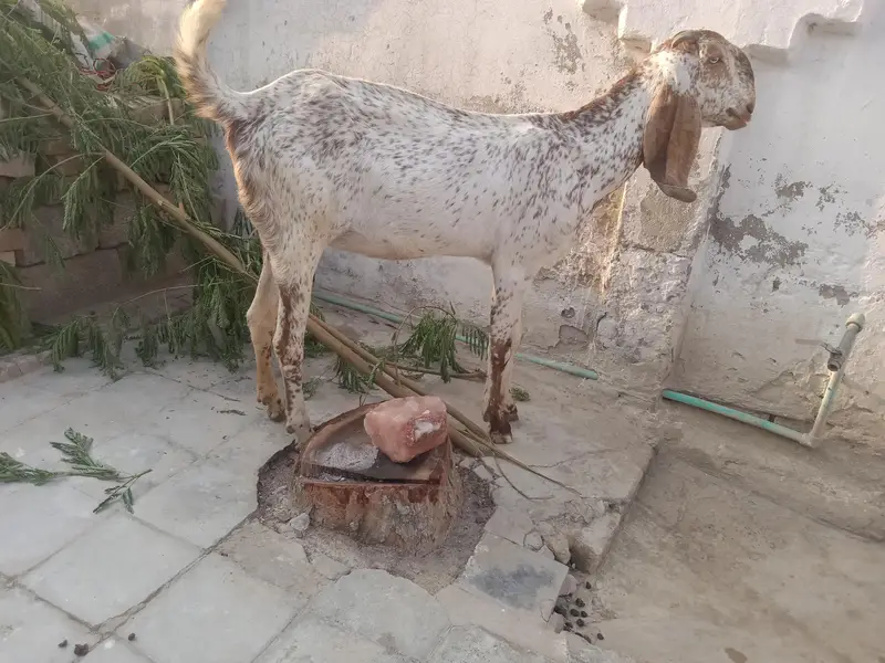 Makhi Cheni pregnant bakri — photo 5