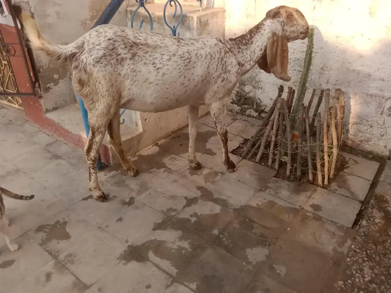 Makhi Cheni pregnant bakri — photo 6