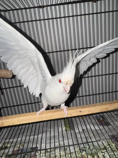 Cocktails breader male red eyes