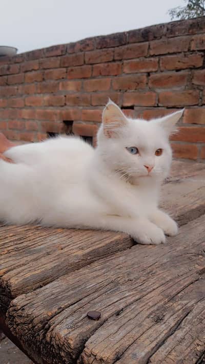 cat for sale