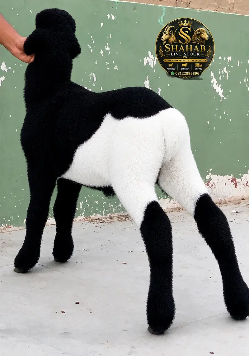 04 Ablack Mundry Dumby — photo 2