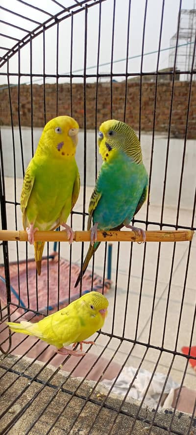 Rainbow Australian Budgies Parrot Beautiful Looking Budgerigar (Bajri)