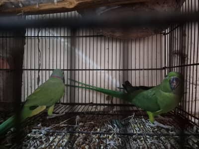 Green ring neck breeder pair