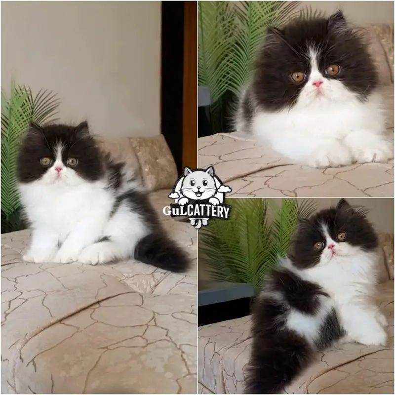 Persian British punch face piki face kitten cat available — photo 6