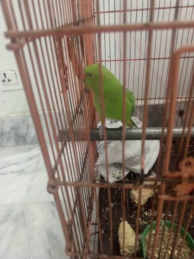 green female parrot