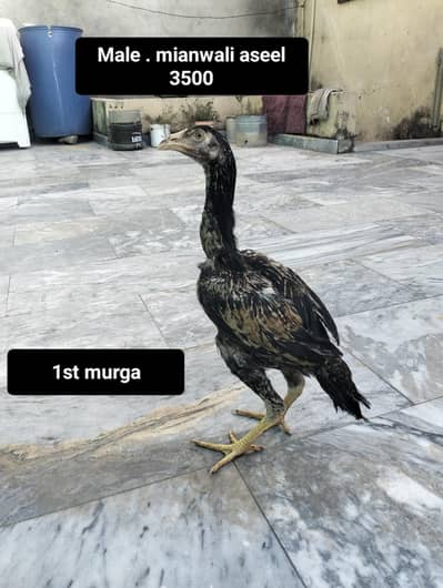 aseel mianwali murga ek murgi do murga with cage