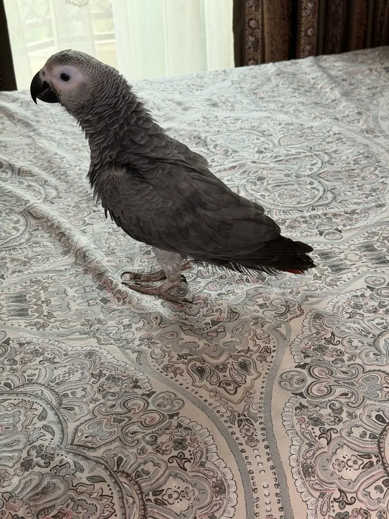 African grey beautiful full self 6 months — photo 7