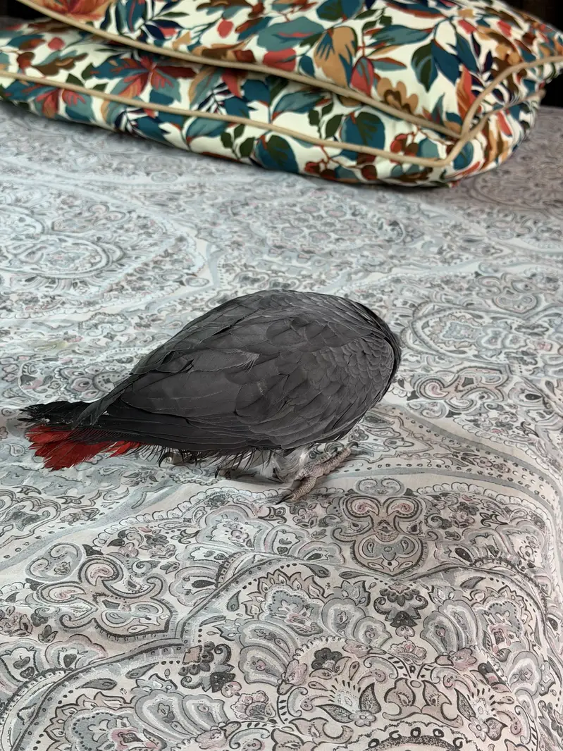 African grey beautiful full self 6 months — photo 2
