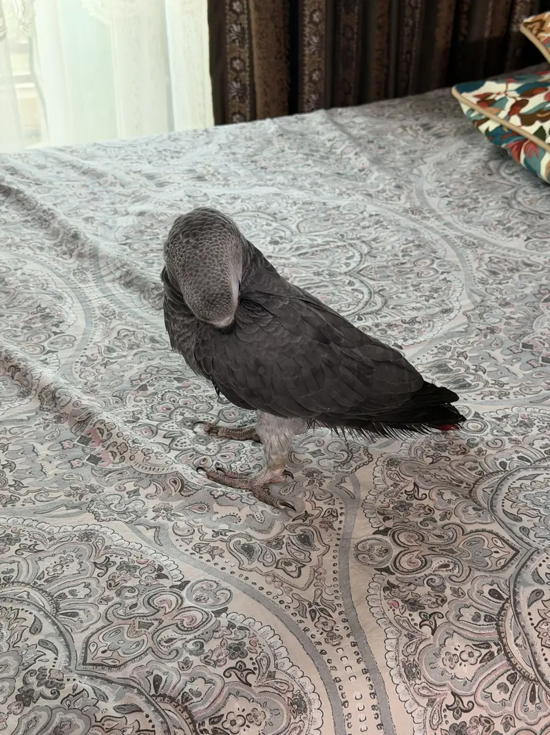 African grey beautiful full self 6 months — photo 3