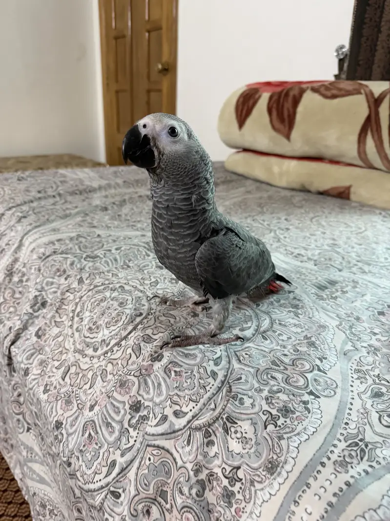 African grey beautiful full self 6 months — photo 4