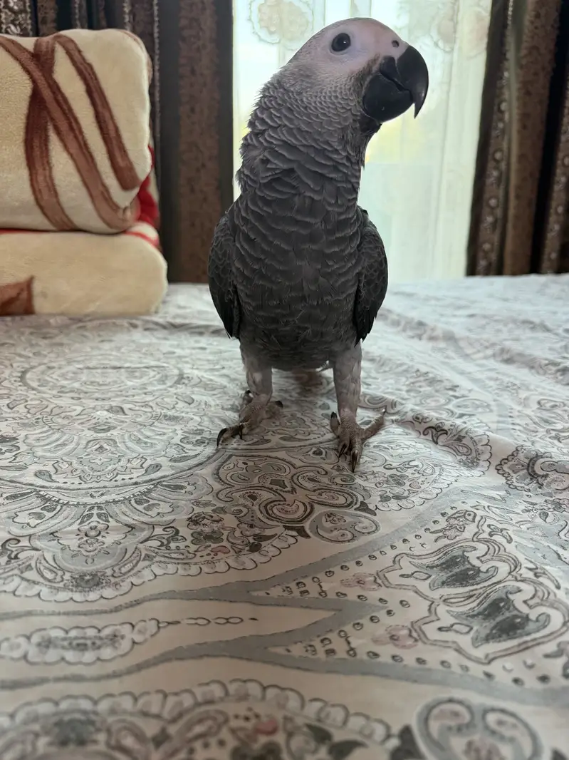 African grey beautiful full self 6 months — photo 5