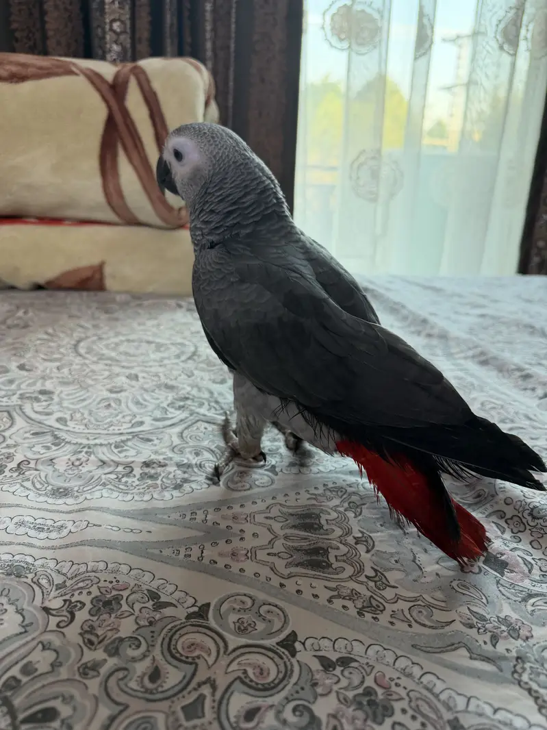 African grey beautiful full self 6 months — photo 6