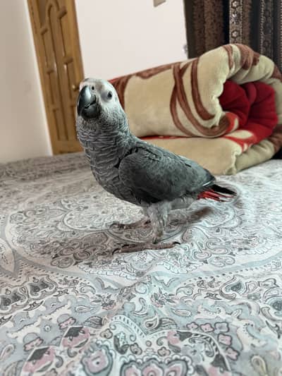 African grey beautiful full self 6 months