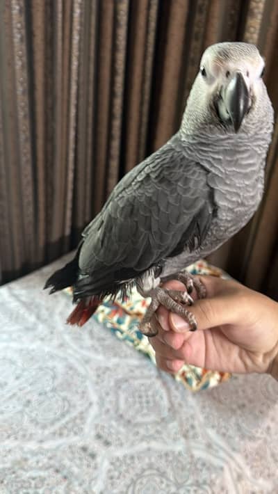 African grey congo size beautiful full self 6 months