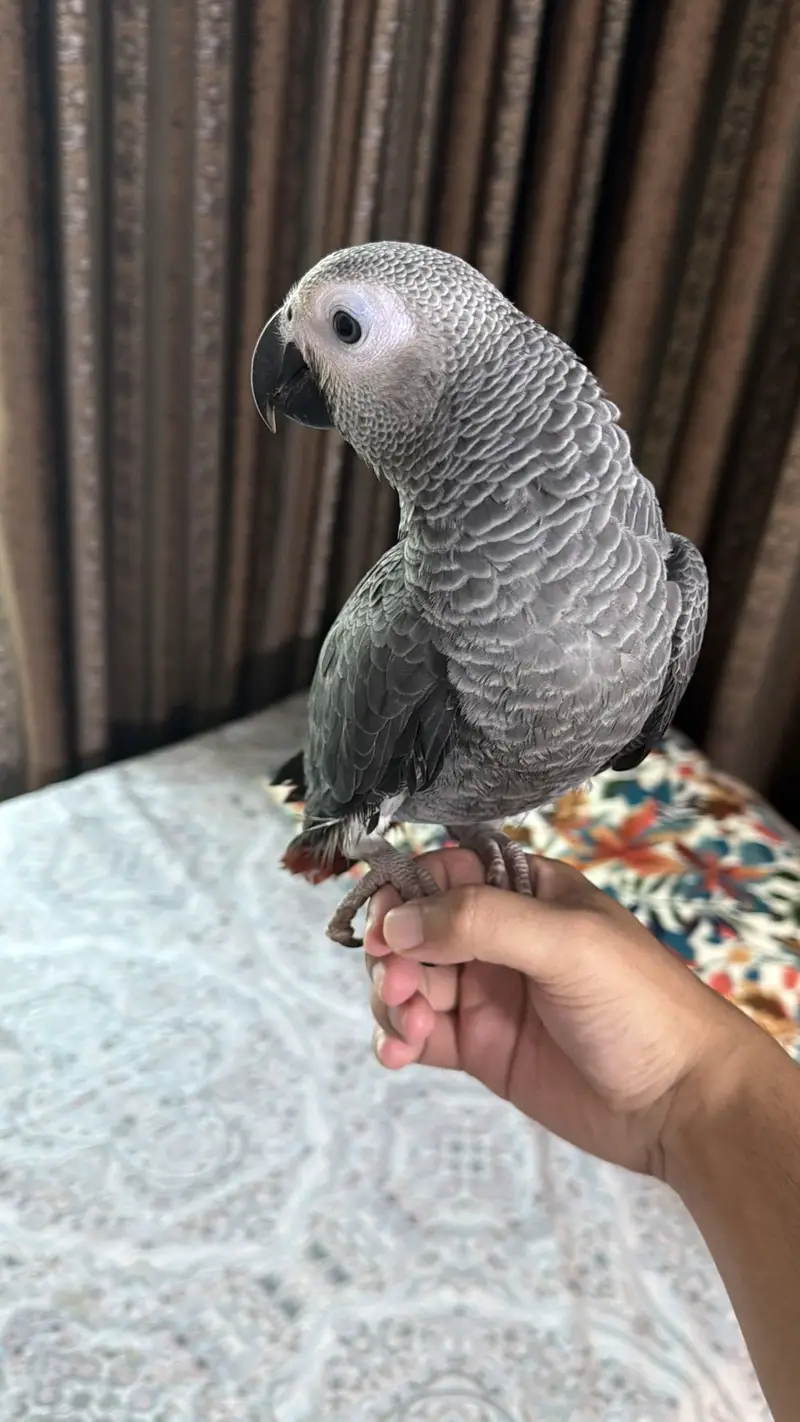 African grey beautiful full self 6 months — photo 9