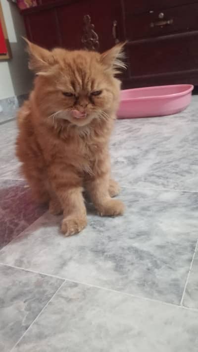 punch face male for sale