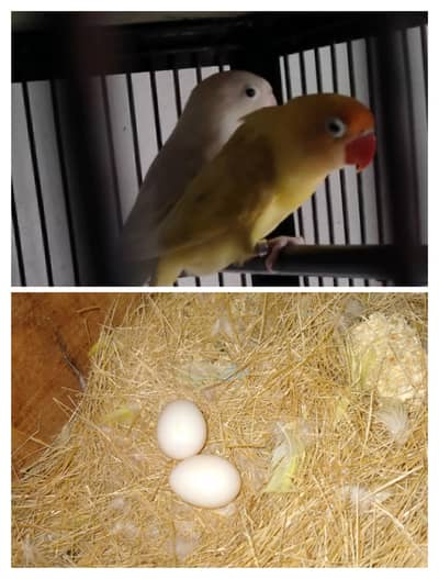 Love bird breeder pair with fartile eges